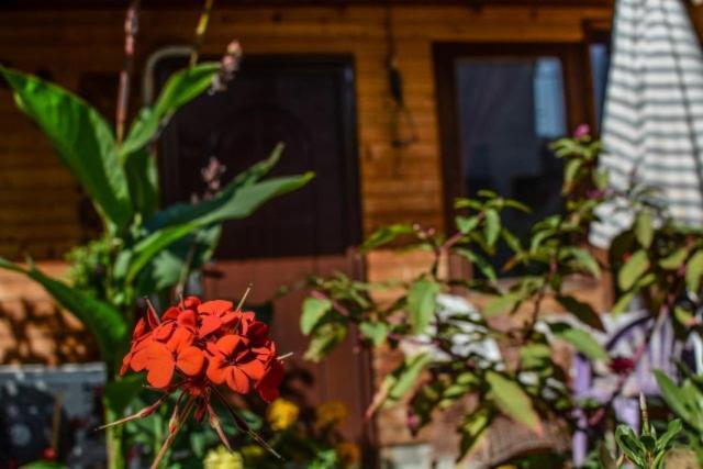 Backyard Apartment オフリド エクステリア 写真